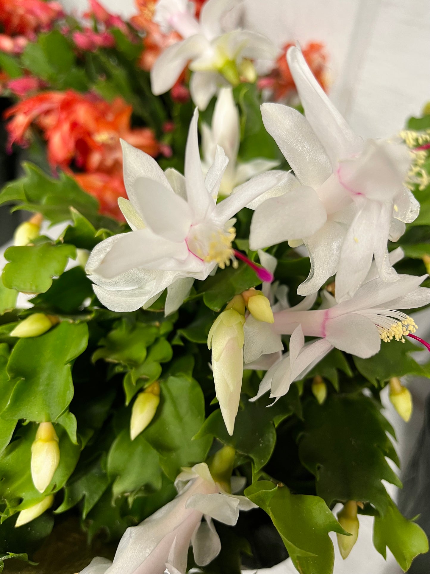 Christmas Cactus